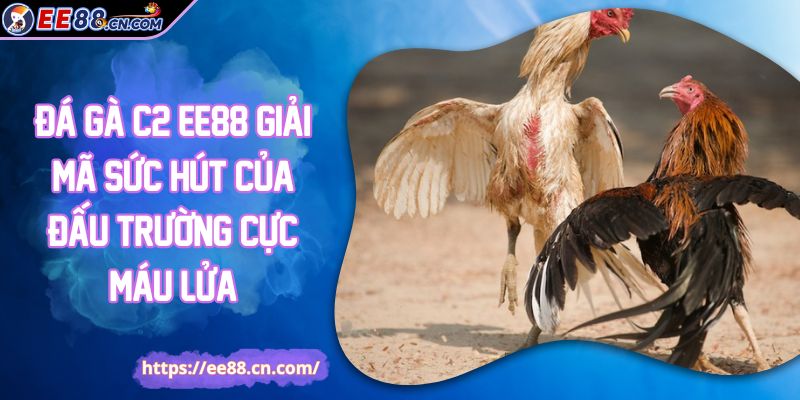 Đá Gà C2 EE88 Giải Mã Sức Hút Của Đấu Trường Cực Máu Lửa